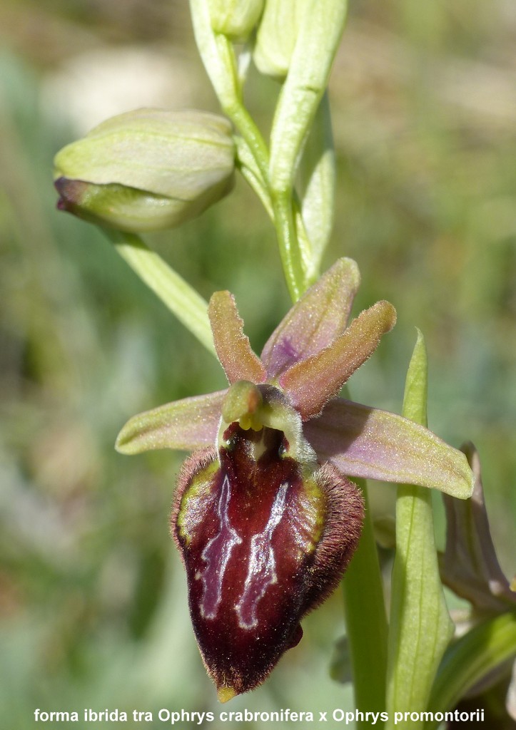 Ophrys crabronifera nellAbruzzo aquilano - aprile  2022.